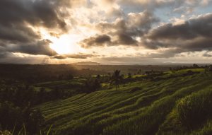 Reisfeld mit Sonne knapp über dem Horizont
